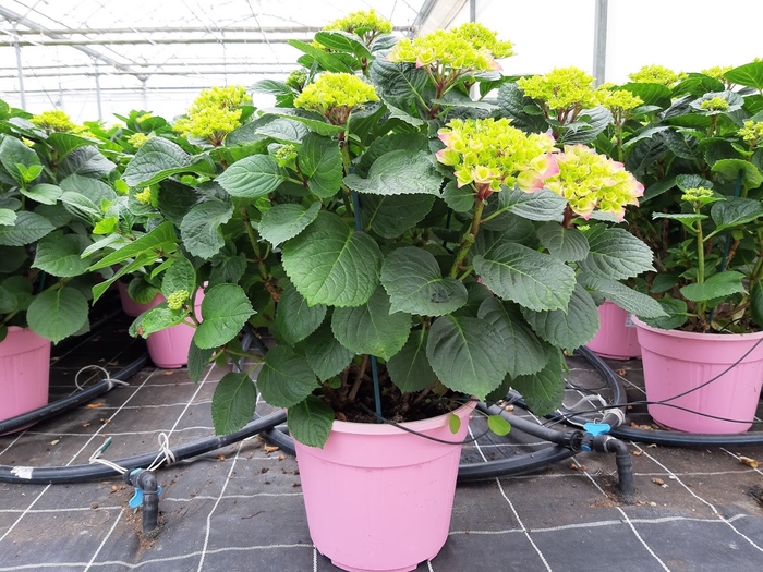 <h4>Hydrangea macrophylla overig</h4>