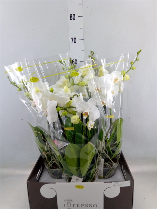 <h4>Phalaenopsis   ...white</h4>