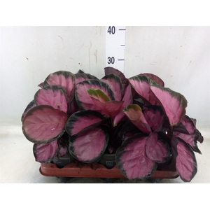 Calathea roseopicta 'Crimson'