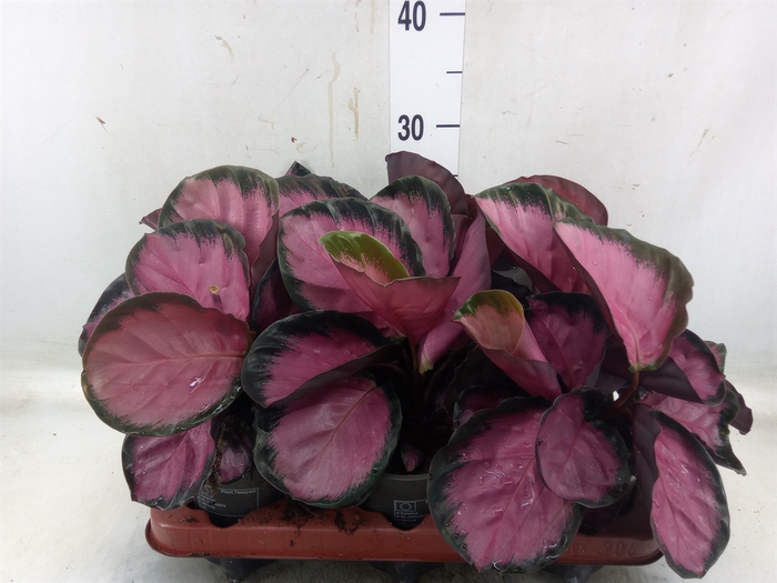 <h4>Calathea roseopicta 'Crimson'</h4>