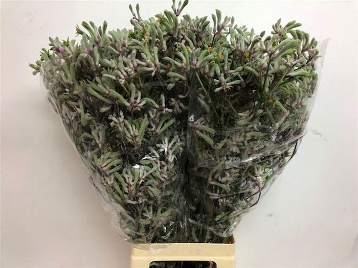 <h4>ANIGOZ LILAC QUEEN</h4>