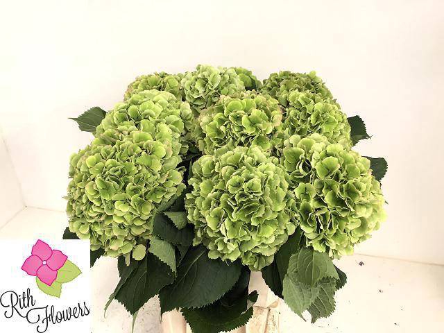 <h4>HYDR M CH VERENA CL</h4>