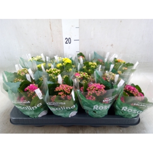 Kalanchoe blos. 'RosDon Collection'
