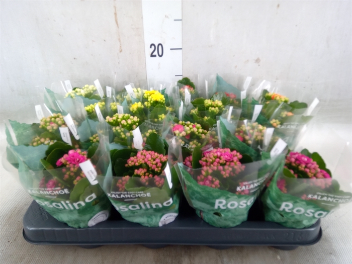 <h4>Kalanchoe blos. 'RosDon Collection'</h4>