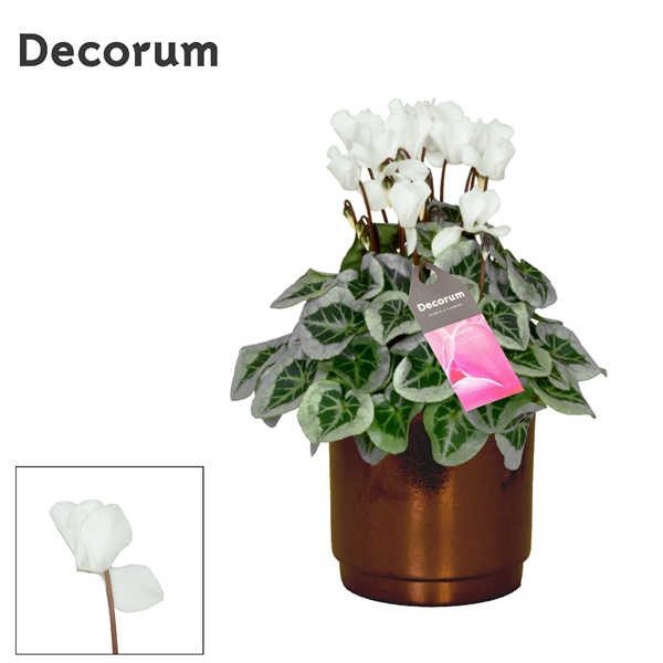 <h4>Cyclamen SS Picasso Wit Julia Goldbronze</h4>