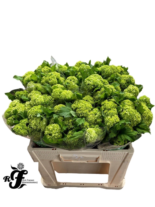 <h4>VIBURNUM ROSEUM BOS</h4>