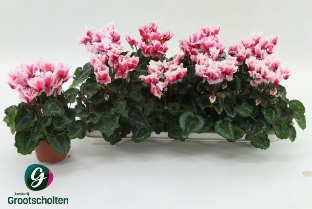 <h4>CYCL MD ABANICO</h4>