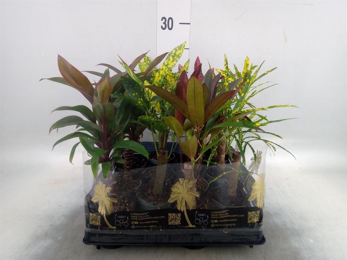 <h4>Planten  ..mix</h4>