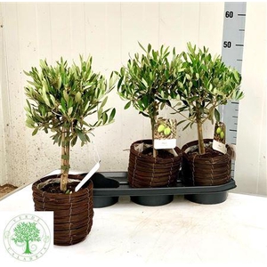 Olea Europaea Mand