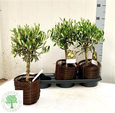 <h4>Olea Europaea Mand</h4>