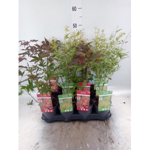 Acer palmatum