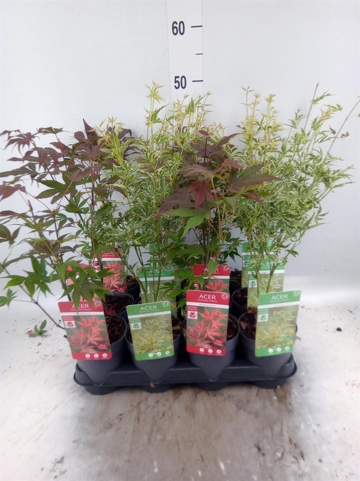 <h4>Acer palmatum</h4>