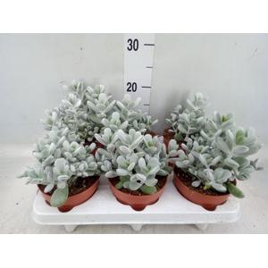 Cotyledon  'Coral'