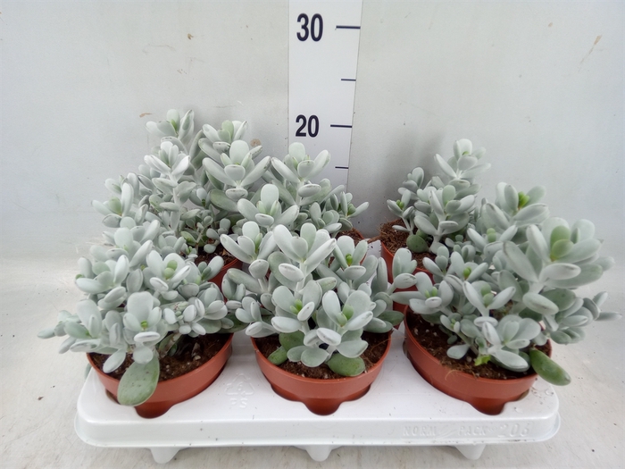 <h4>Cotyledon  'Coral'</h4>