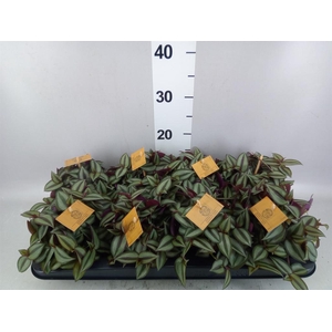 Tradescantia zebr. 'Purpusii'