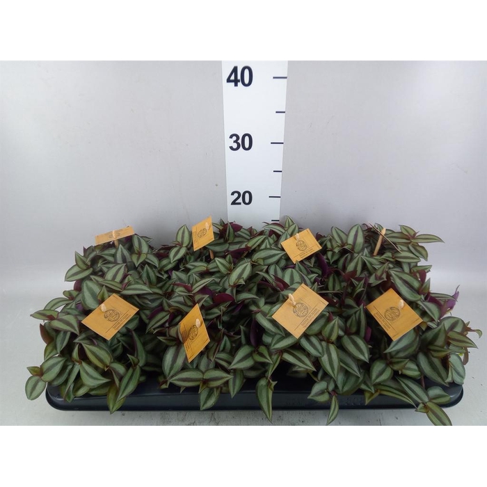 <h4>Tradescantia zebr. 'Purpusii'</h4>