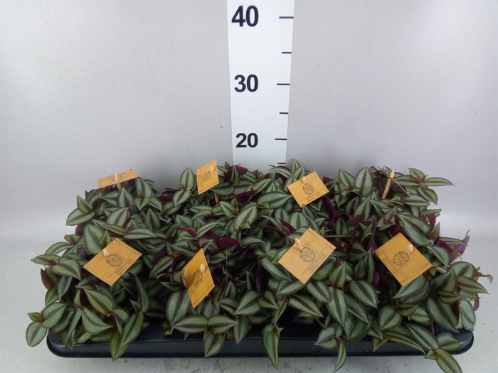 Tradescantia zebr. 'Purpusii'