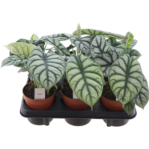 Alocasia Silver Dragon