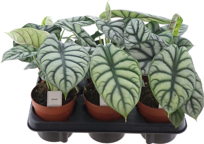 <h4>Alocasia Silver Dragon</h4>