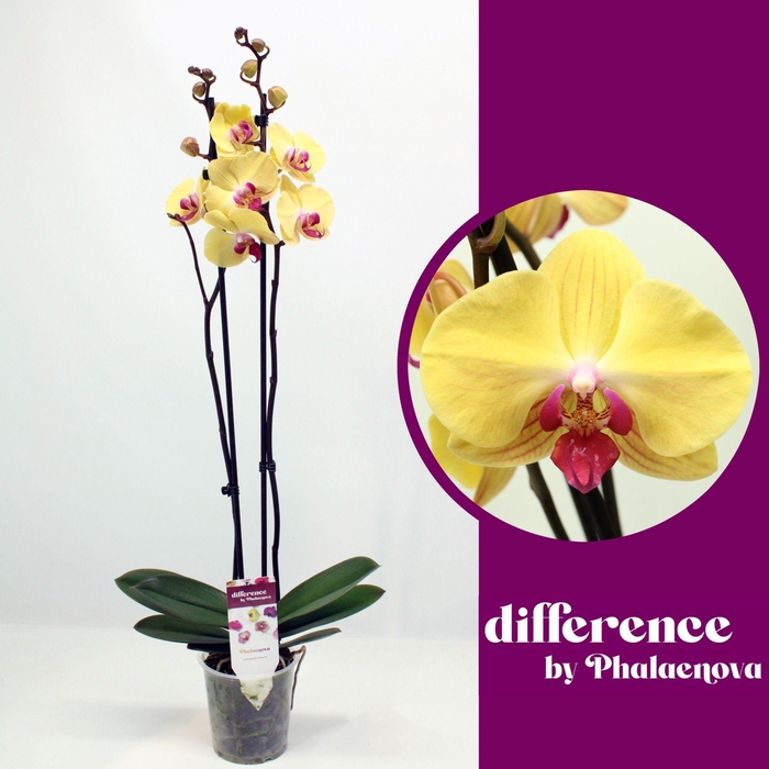 <h4>PHAL GOLDION</h4>