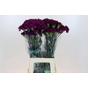 Dianthus St Florigene Moontea