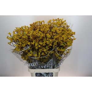 Anigozanthos Skippy Midday