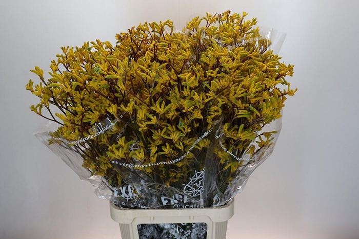 <h4>Anigozanthos Skippy Midday</h4>