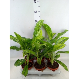 Dieffenbachia