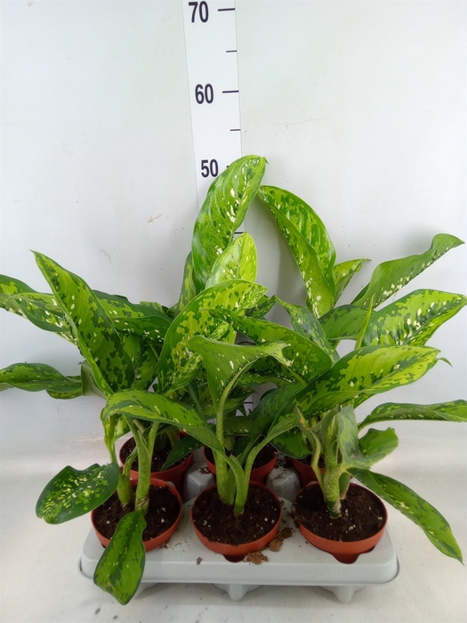 <h4>Dieffenbachia</h4>