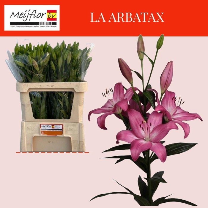 <h4>LI LA ARBATAX</h4>