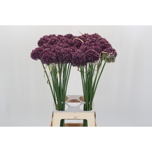 Allium Purple Mystery