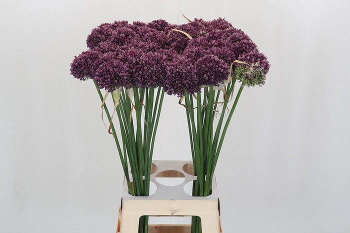 <h4>Allium Purple Mystery</h4>