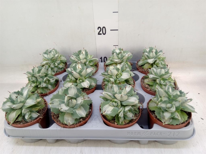 <h4>Agave   ...</h4>