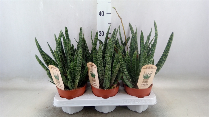 <h4>Gasteria</h4>