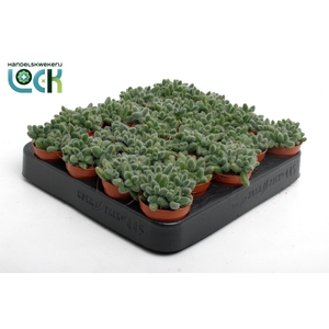 Delosperma Echinatum tanz
