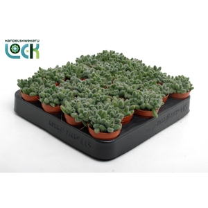 Delosperma Echinatum tanz