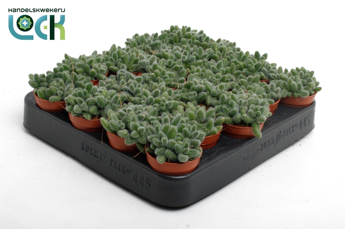 <h4>Delosperma Echinatum tanz</h4>