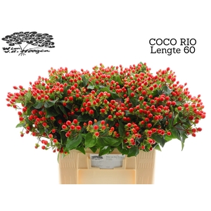 HYP COCO RIO