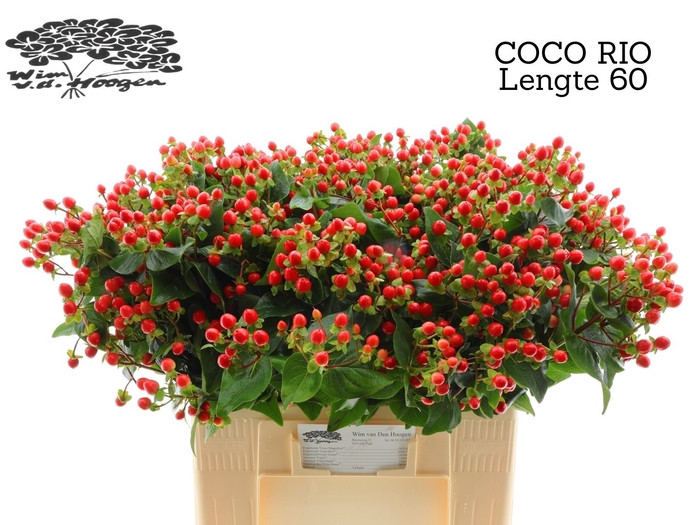 <h4>HYP COCO RIO</h4>
