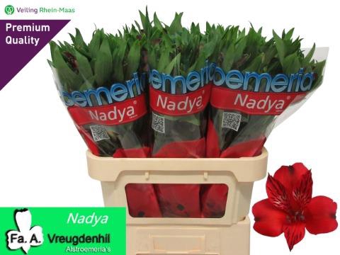 ALSTR NADYA