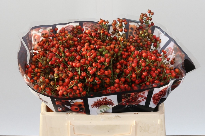 Rozenbottel Autumn Rosefruits
