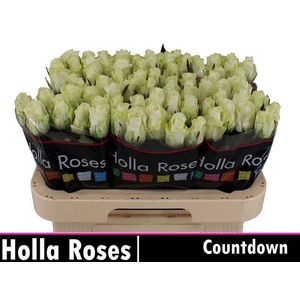 R Gr Countdown Holla