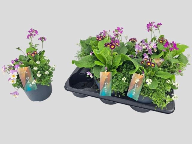 <h4>PERKPL TOEF 4 KL</h4>