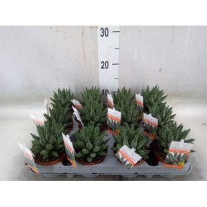 Haworthia   ...