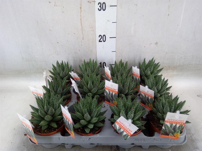 <h4>Haworthia   ...</h4>