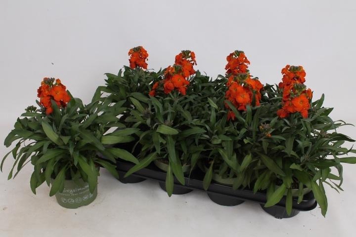 <h4>ERYS LEY ORANGE GLOW</h4>