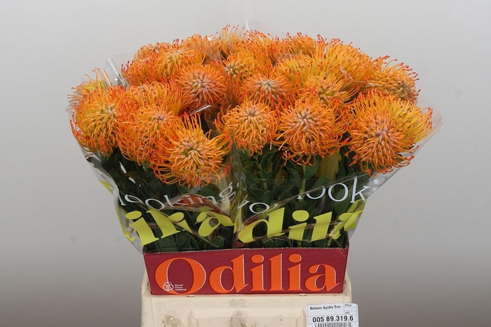 <h4>Nutans Ayoba Sun</h4>