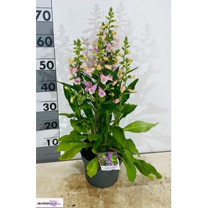 DIGI PU PURPUREA