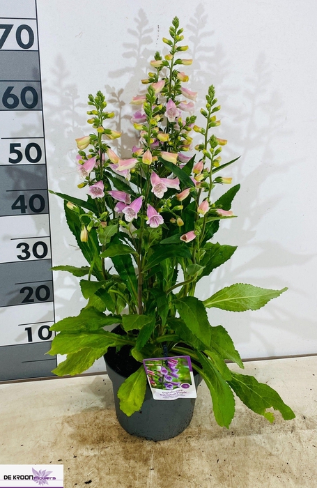 <h4>DIGI PU PURPUREA</h4>
