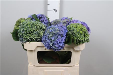 <h4>Hydr Cl M Royal Kiss</h4>